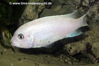 Pseudotropheus callainos white pearl